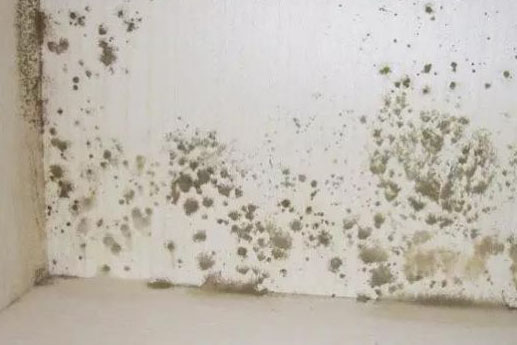 1521788229772442.jpg 墙角发霉.jpg