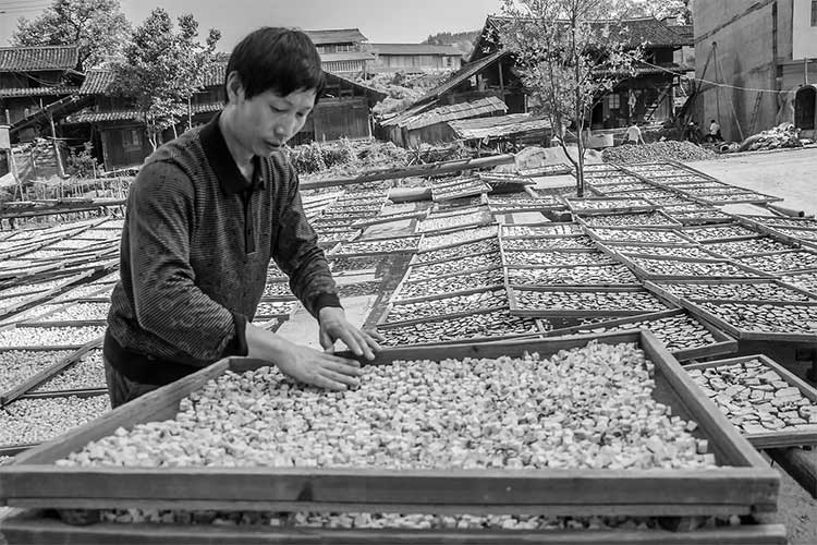 1530521560411023.jpg 晒茯苓.jpg