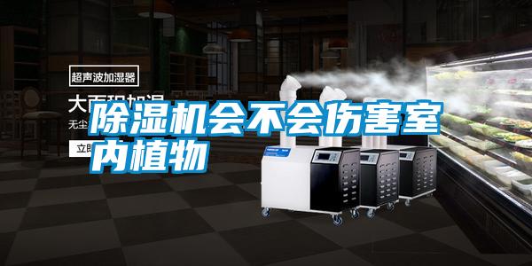 除湿机会不会伤害室内植物