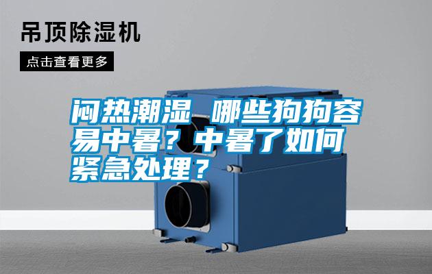 闷热潮湿 哪些狗狗容易中暑?中暑了如何紧急处理?