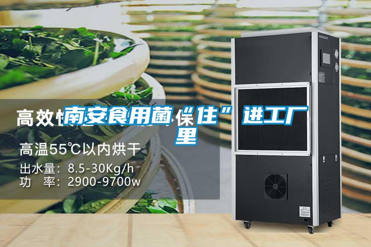 南安食用菌“住”进工厂里