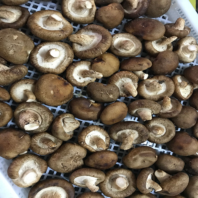 湖北省京山县的菇农代表选用我们摆脱电子游戏大奖视频食用菌烘干机模块即香菇烘干机