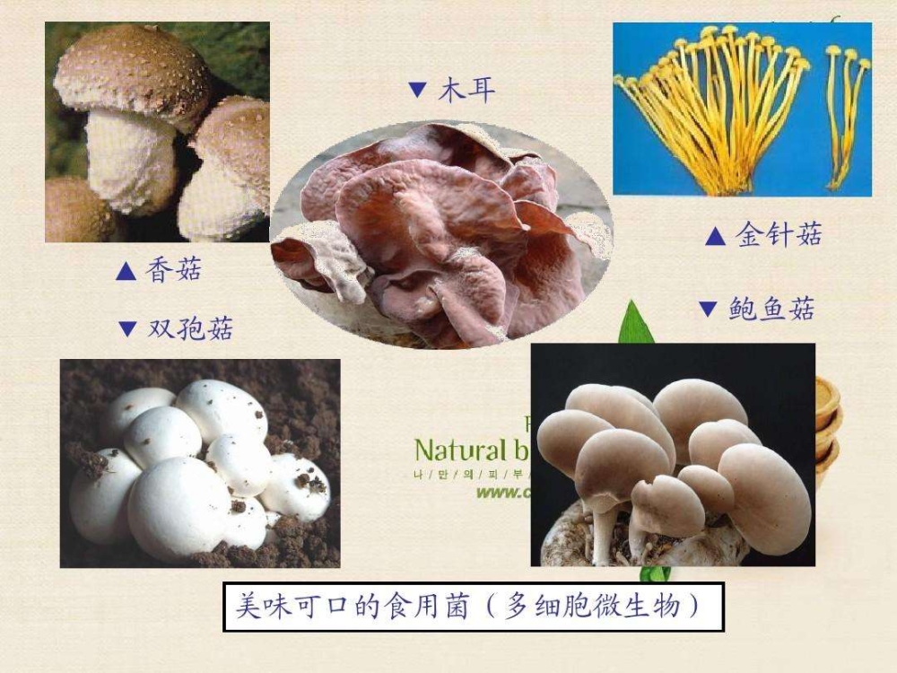摆脱电子游戏大奖视频香菇食用菌烘干除湿干燥解决方案